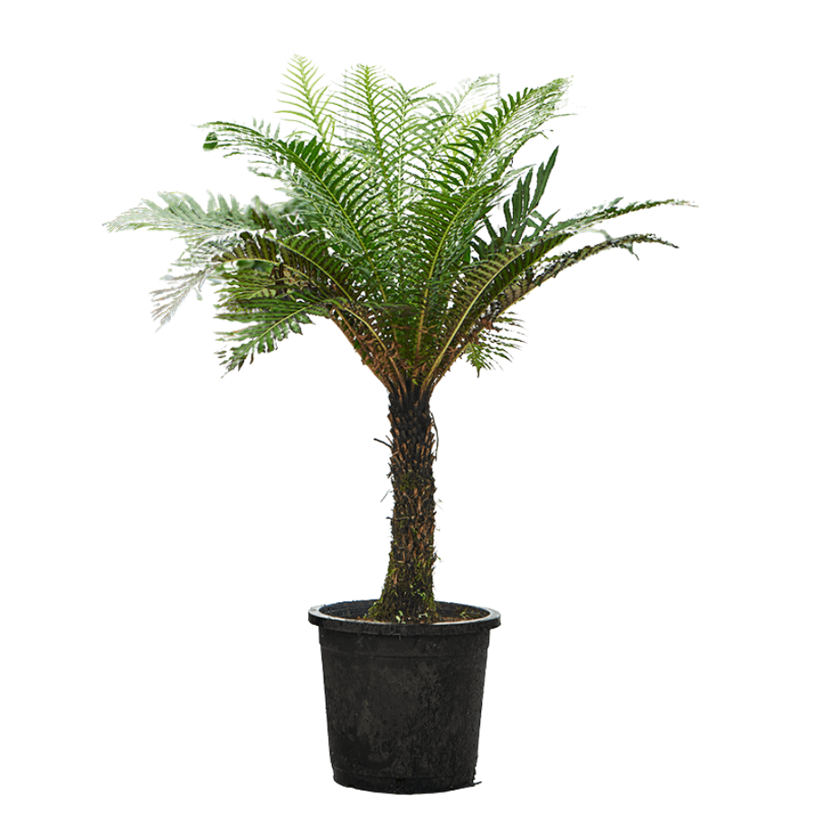 Verzorgingstips Blechnum